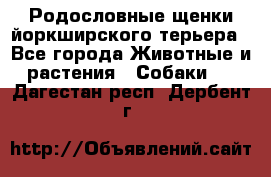 Родословные щенки йоркширского терьера - Все города Животные и растения » Собаки   . Дагестан респ.,Дербент г.